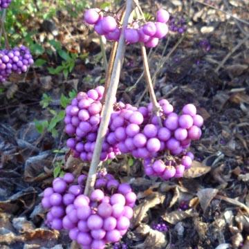 Baies de callicarpa - 