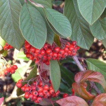 Baies de cotoneaster - 