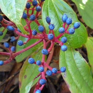 Baies de viburnum - 