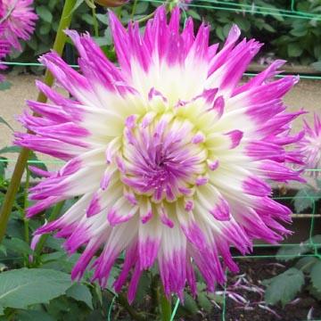 Dahlia - 