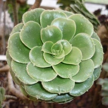 Aeonium - 