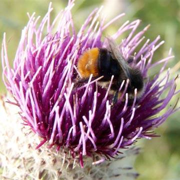Bourdon sur chardon - 