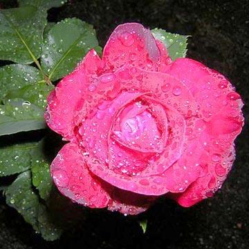 Ros�e sur rose - 