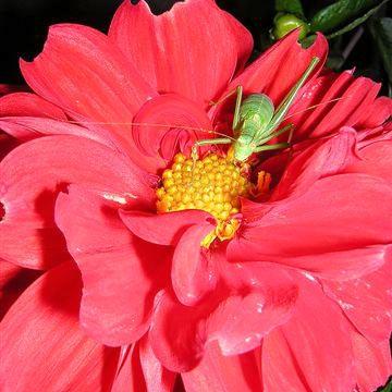 Sauterelle sur dahlia - 