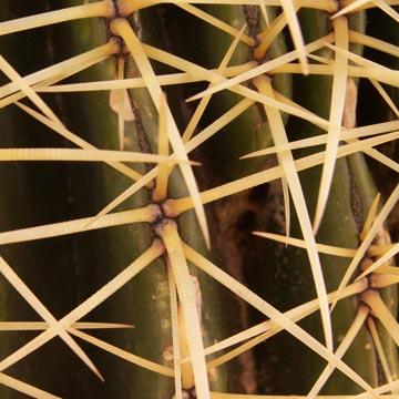 D�tail de cactus - 