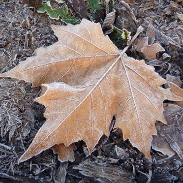 Feuille givr�e - 