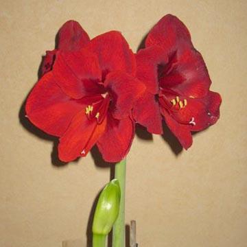 Amaryllis - 