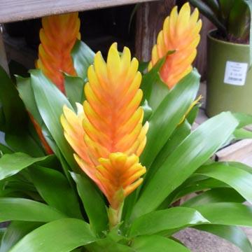 Vriesea - 