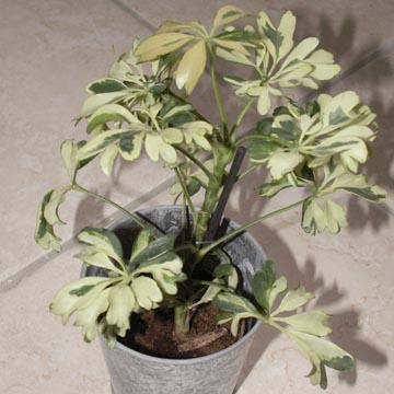 Schefflera - 