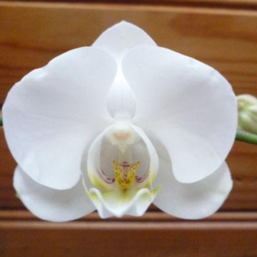 Phalaenopsis - 