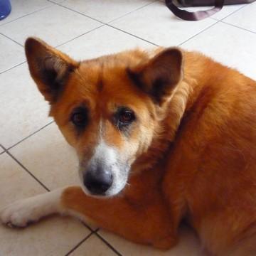 Chipie - 