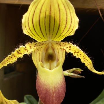 Paphiopedilum - Orchid�e - 