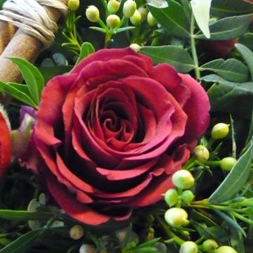 Rose rouge - 
