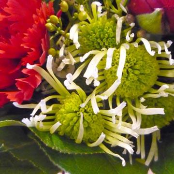 Marguerite - 