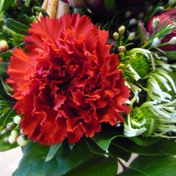 Oeillet - 