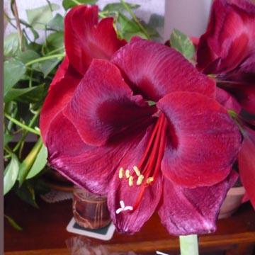 Amaryllis - 