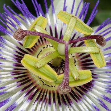 D�tail de passiflora caerulea - 