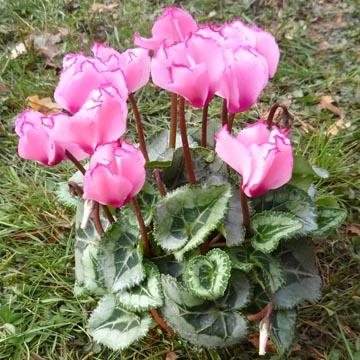 Cyclamen - 