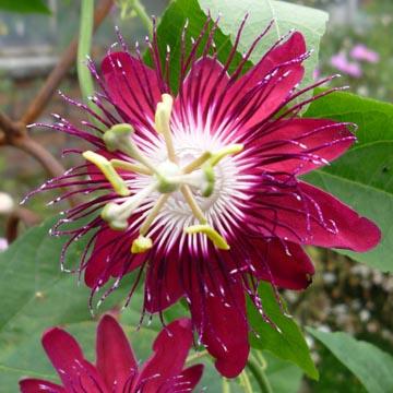 Passiflore - 