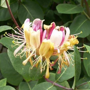 Chevrefeuille - 