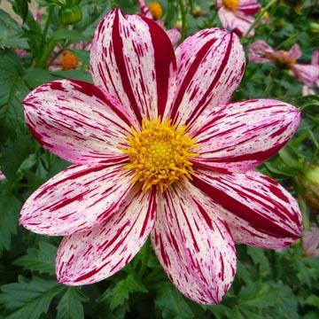 Dahlia - 