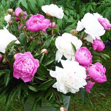 Bouquet de pivoines - 
