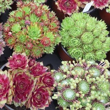 Plantes grasses - 