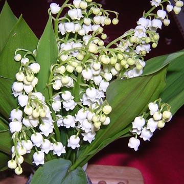Brins de muguet - 