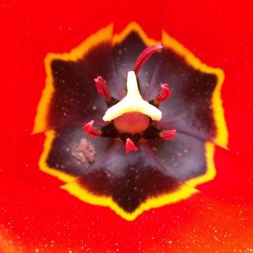 Coeur de tulipe - 