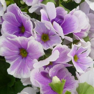 Primula - 
