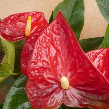 Anthurium - 