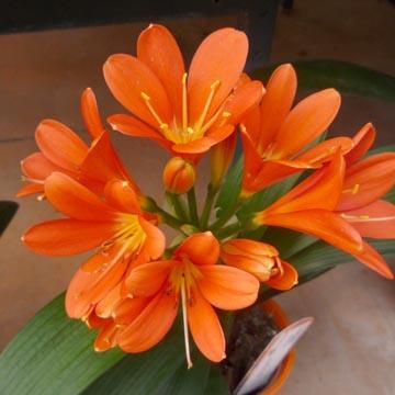 Clivia - 