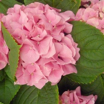 Hortensia - 