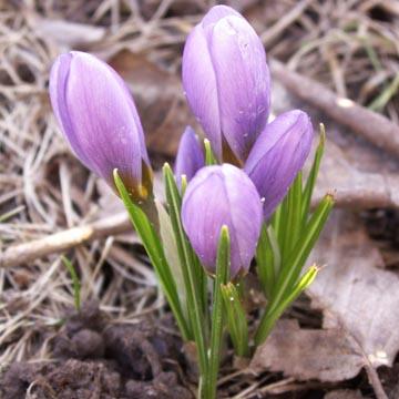 Crocus - 