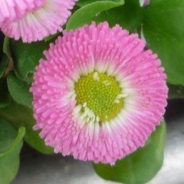 P�querette - 