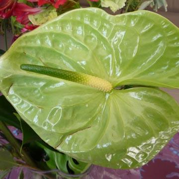 Anthurium vert - 