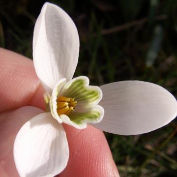 Coeur de perce-neige - 