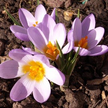 Crocus - 