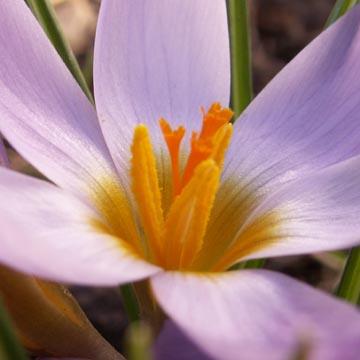 Coeur de crocus - 