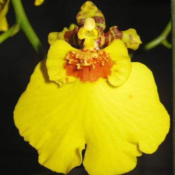 Oncidium - 
