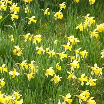 Jonquilles - 