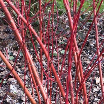 Cornus alba sibirica - 