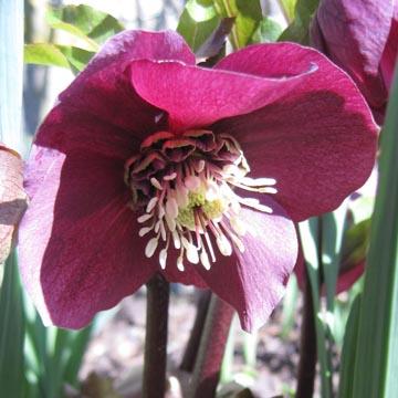 Hellebore pourpre - 