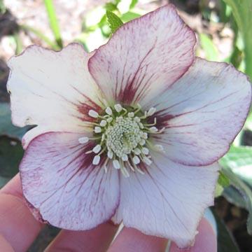 Hellebore panach�e - 