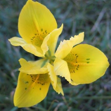 Iris - 