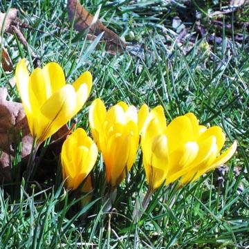 Crocus - 