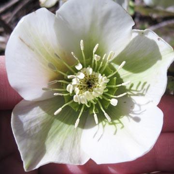 Hellebore blanche - 