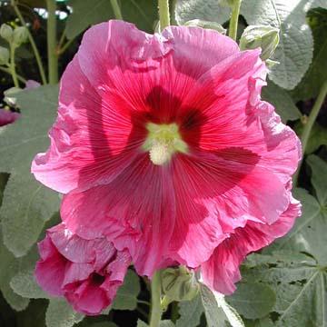 Rose tremi�re - 