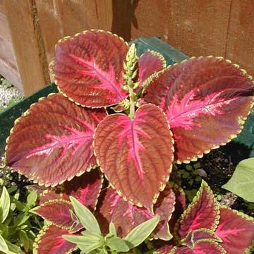 Coleus - 