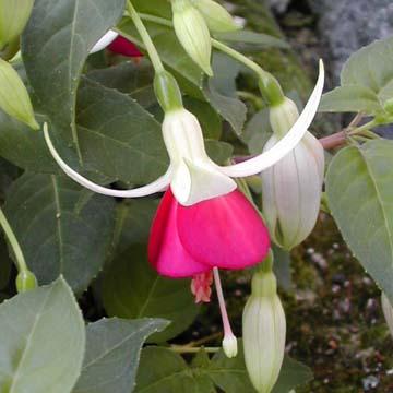 Fuchsia - 